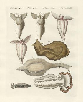 Molluscs