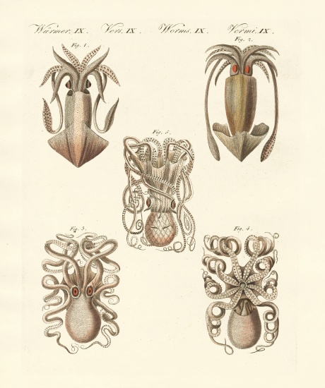 Molluscs or soft worms van German School, (19th century)