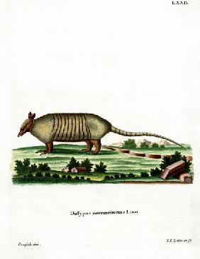 Nine-banded Armadillo