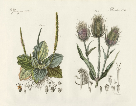 Outstanding plants van German School, (19th century)