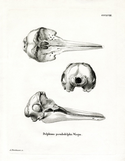 Pantropical Spotted Dolphin Skull van German School, (19th century)