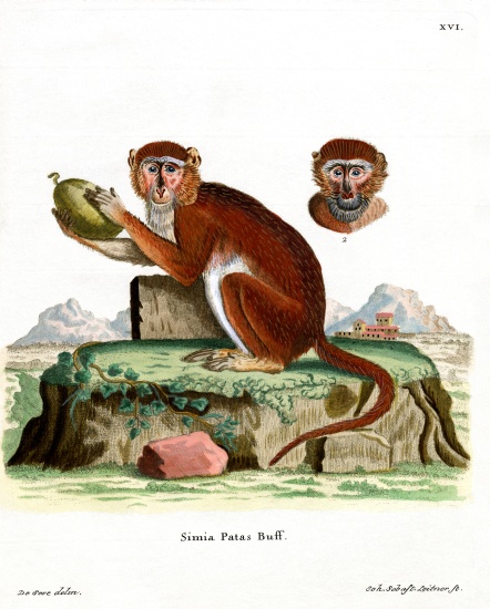 Patas Monkey van German School, (19th century)