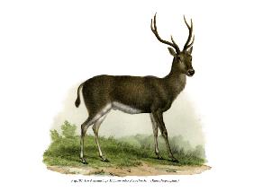 Red Deer