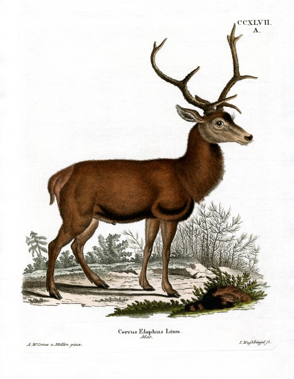 Red Deer van German School, (19th century)