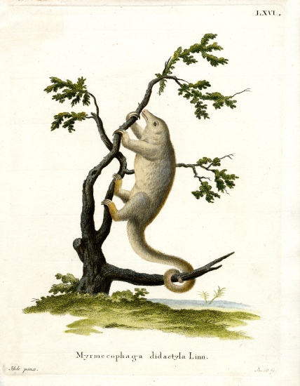 Silky Anteater van German School, (19th century)