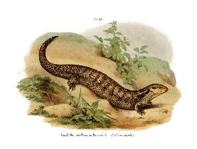 Skink