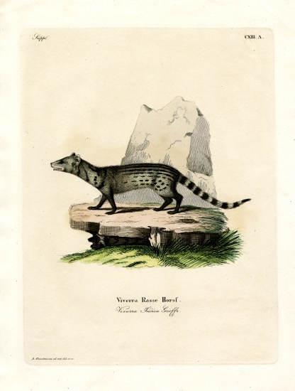 Small Indian Civet van German School, (19th century)