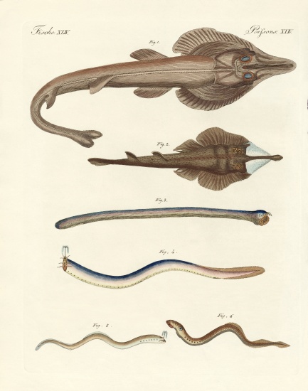 Strange cartilageous fish van German School, (19th century)