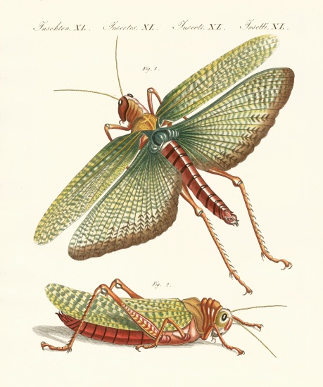 Strange insects van German School, (19th century)