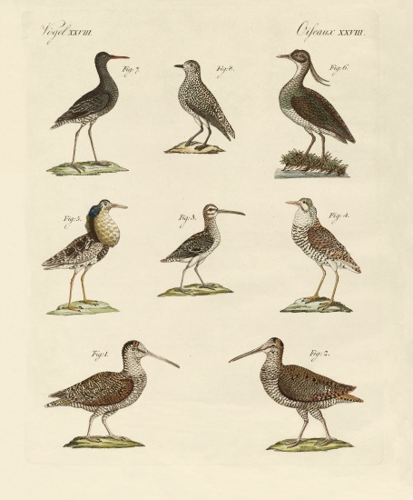 Strange marsh-birds van German School, (19th century)