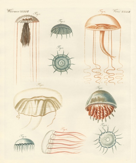 Strange medusas van German School, (19th century)
