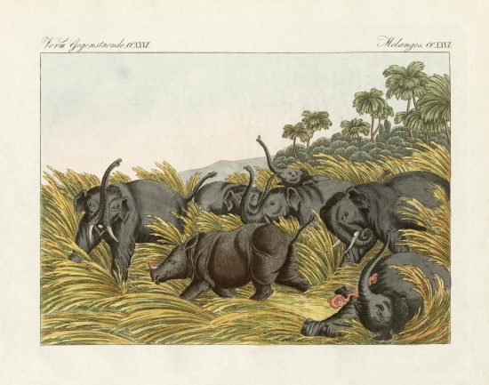 The fight of the rhinoceros with the elefants van German School, (19th century)