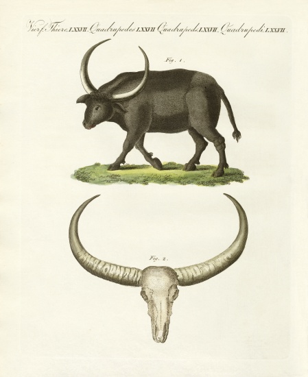The giant buffalo van German School, (19th century)