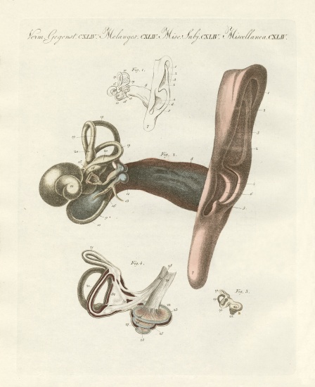 The hearing organ illustrated through the human ear van German School, (19th century)