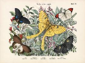 Butterflies, c.1860