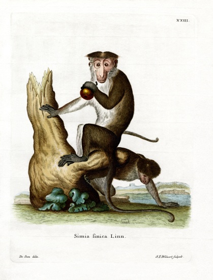 Toque Macaque van German School, (19th century)