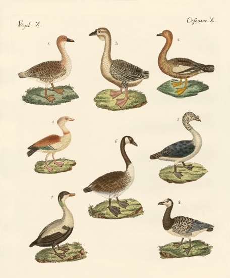 Various kinds of geese van German School, (19th century)