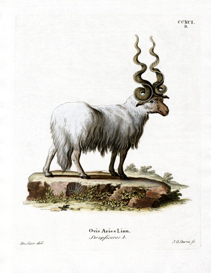 Wallachian Sheep van German School, (19th century)