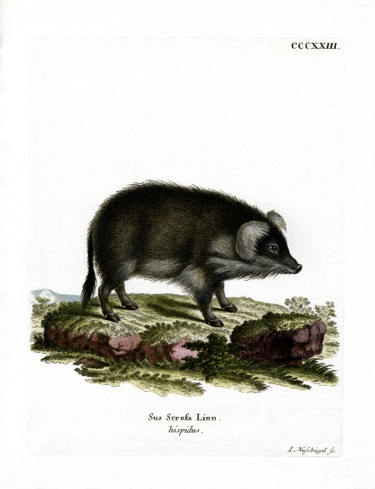 Wild Boar van German School, (19th century)