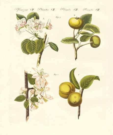 Wild kinds of fruits van German School, (19th century)
