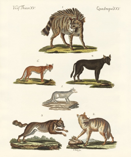 Wolves and foxes van German School, (19th century)