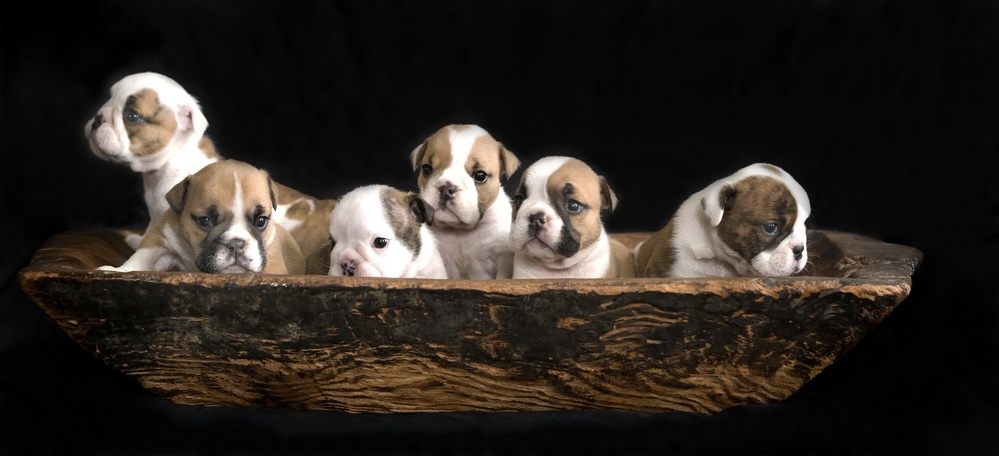A bunch of English Bulldog puppies. van Gert van den Bosch