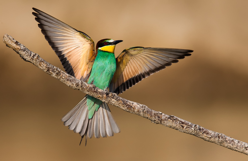 Bee-eater van Giorgio Disaro