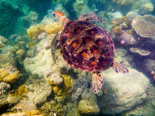 Australian Tropical Reef Turtle 4 van Giulio Catena