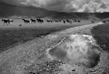 Ritorno al pascolo dopo il temporale