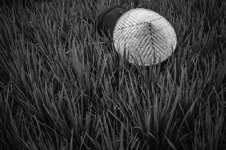 rice fields in bw