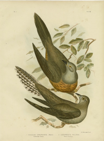 Australian Cuckoo van Gracius Broinowski