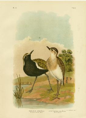 Australian Golden Plover Or Pacific Golden-Plover