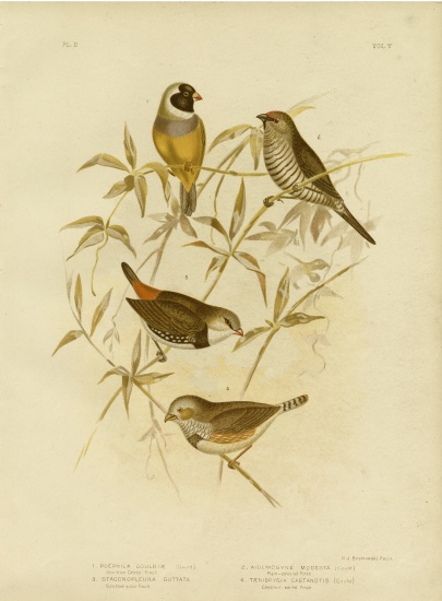 Golden Grass Finch van Gracius Broinowski