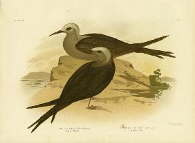 Lesser Noddy