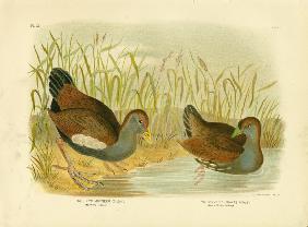 Mortiers Tribonyx Or Tasmanian Nativehen