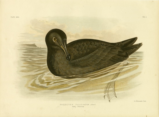 Sooty Albatross van Gracius Broinowski