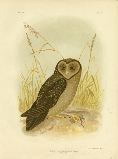 Sooty Owl van Gracius Broinowski