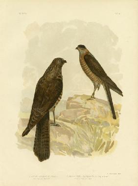 West-Australian Goshawk