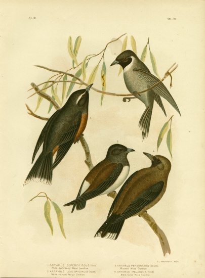 White-Eyebrowed Wood Swallow van Gracius Broinowski