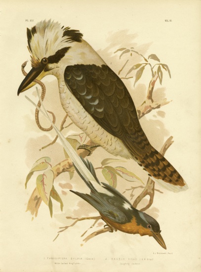 White-Tailed Kingfisher van Gracius Broinowski