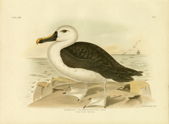 Yellow-Nosed Albatross van Gracius Broinowski