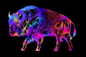 Rainbow Buffalo