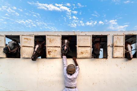 Horses