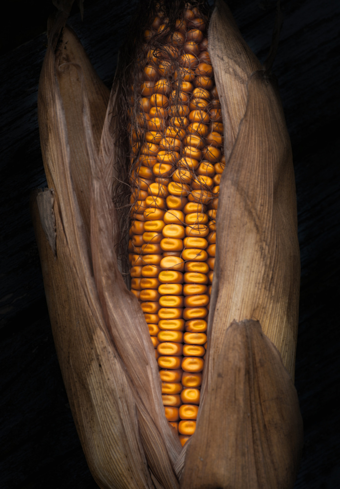 Corn van Hans Günther