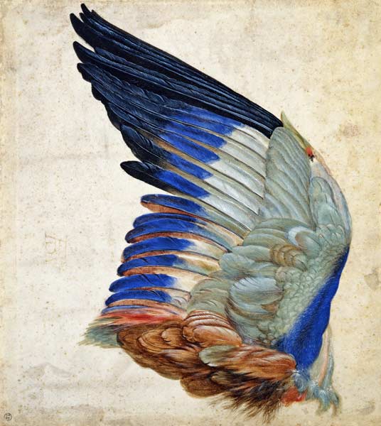Wing of a Blue Roller van Hans Hoffmann