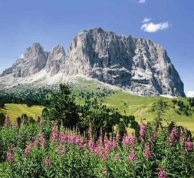 Bergblumen vor Sella-Gruppe