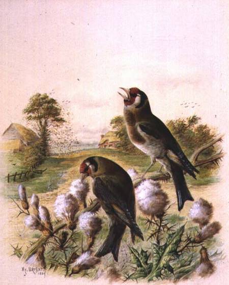 Goldfinches on thistles van Harry Bright