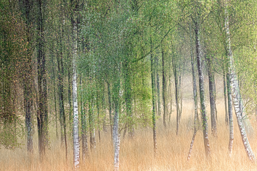 Waving trees van Henk Goossens