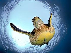 Green Turtle in Snells Window