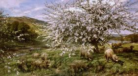 Obstgarten mit Schafen im Frühling (in Wales)